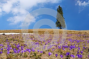 Crocuses on meadow