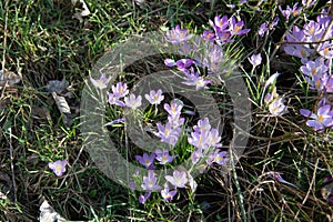 Crocuses on meadow