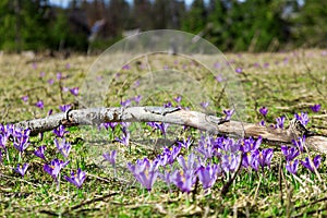 Crocuses on a meadow. Spring flowers