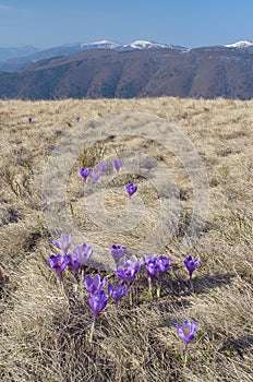 Crocuses in the mountains