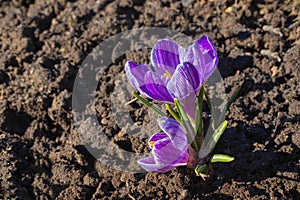 Bright purple flowers with yellow pistils in the cold spring soil
