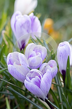 Crocuses, one of the first spring flowers