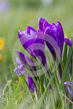 Crocuses, one of the first spring flowers