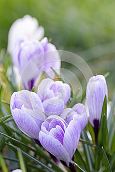 Crocuses, one of the first spring flowers