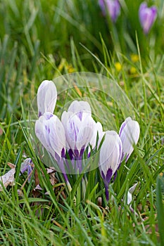 Crocuses, one of the first spring flowers