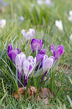 Crocuses, one of the first spring flowers