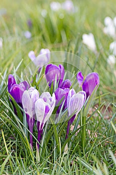 Crocuses, one of the first spring flowers