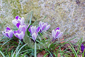 Crocuses, one of the first spring flowers