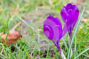 Crocuses, one of the first spring flowers