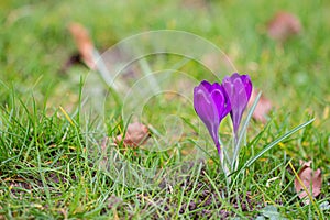 Crocuses, one of the first spring flowers