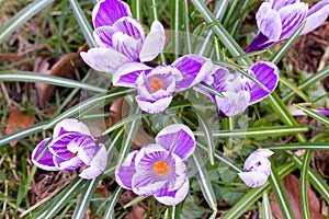 Crocuses, one of the first spring flowers