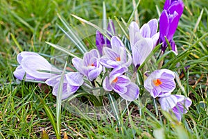 Crocuses, one of the first spring flowers