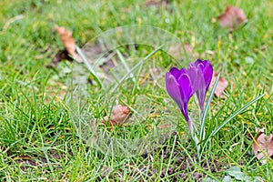 Crocuses, one of the first spring flowers