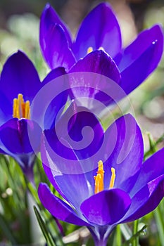 Crocuses opening their flowers at early spring