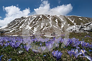 Crocuses at the Pietranzoni lake