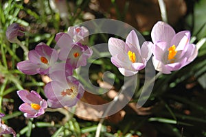 Crocuses in Pink