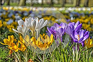 Crocuses in a public park