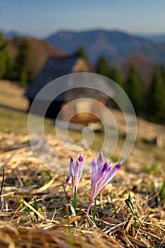 Crocuses-purple flowers and old abandoned wooden hut with mountains in the background, early spring in nature