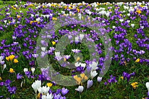 Crocuses, RHS Gardens, Wisley, Surrey, England, UK