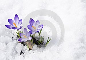 Crocuses in the snow