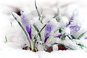 Crocuses in snow