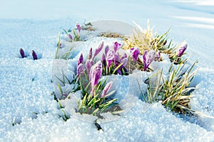 Crocuses in snow. Colorful spring sunset over the mountain ranges in the national park Carpathians. Ukraine, Europe