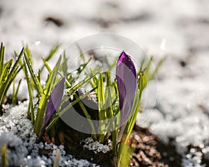 Crocuses in the snow