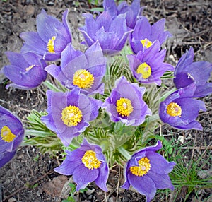 Crocuses