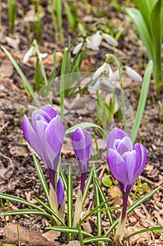 Crocuses and snowdrops in the garden in March