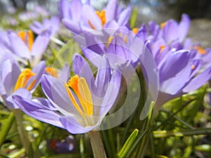 Crocuses in spring