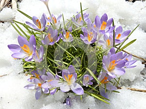 Crocuses in spring