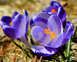 Crocuses in spring