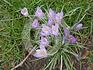 Crocuses in spring. Crocuses. Flowers in spring