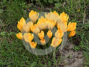 Crocuses in spring. Crocuses. Flowers in spring