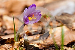 Crocuses spring flowers