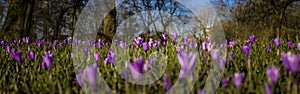 Crocuses, spring flowers in the city park