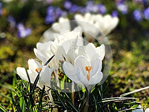 Crocuses spring flowers crocuses blue white  in city park