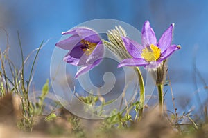 Crocuses Spring flowers