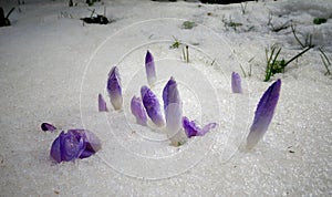 Crocuses, spring flowers sprout from the snow