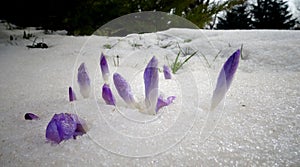 Crocuses, spring flowers sprout from the snow