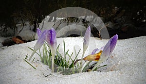 Crocuses, spring flowers sprout from the snow