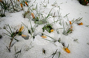 Crocuses, spring flowers sprout from the snow