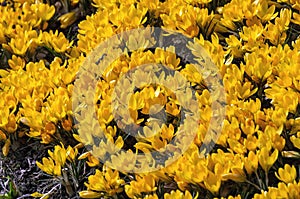 Crocuses, spring garden flowers