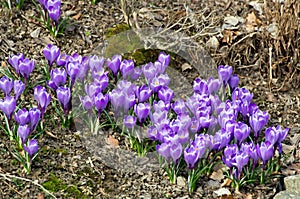 Crocuses, spring garden flowers