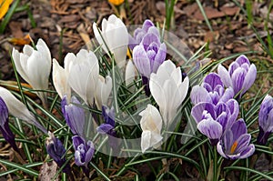 Crocuses, spring garden flowers