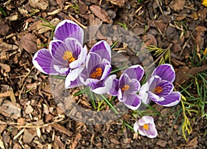 Crocuses, spring garden flowers