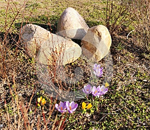 Crocuses. Spring garden. Purple and yellow crocuses. The concept of using crocuses in landscape design. Blooming primroses. Top vi