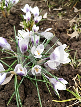 Crocuses. Spring garden. White crocuses. The use of crocuses in garden design. Blooming primroses. Top view. Selective focus