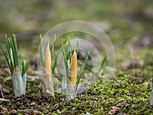 Crocuses sprout from the ground in spring