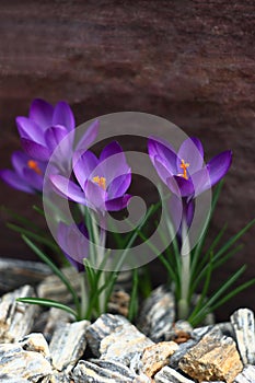 Crocuses among stones.